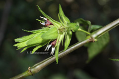 Strobilanthes micranthus